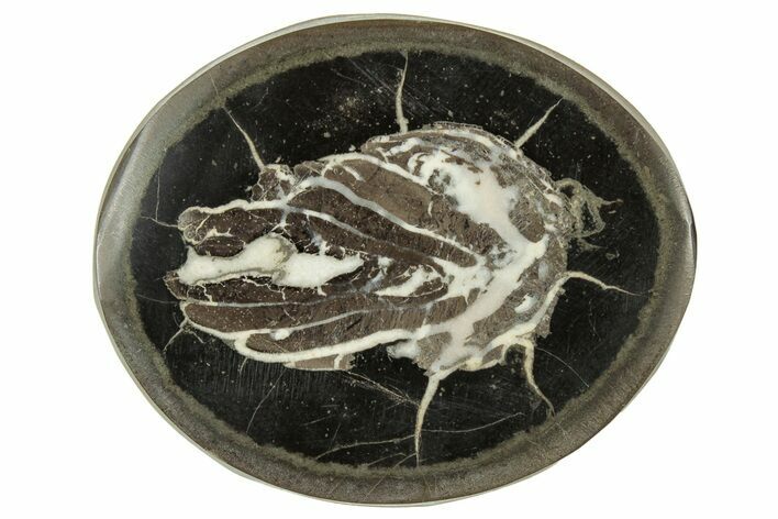 Polished Fish Coprolite (Fossil Poo) Nodule Half - Scotland #314913